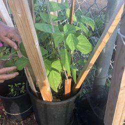 Transplanted green bean seedlings