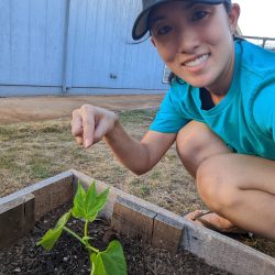 Person pointing to transplanted green beans