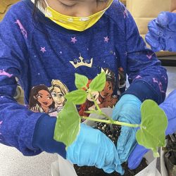 Child transplanting green bean seedling.