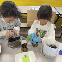 Children transplanting green bean seedlings.