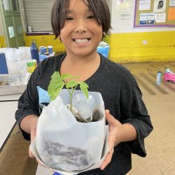 Child posing with transplanted green bean seedling.