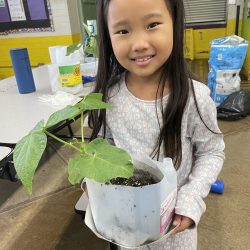 Child posing with transplanted green bean seedling.