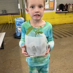 Child posing with transplanted green bean seedling.