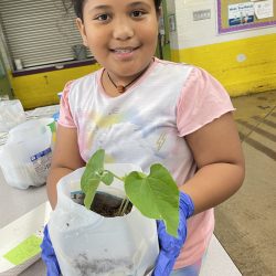 Child posing with transplanted green bean seedling.