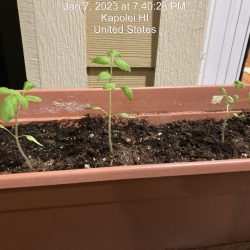 Tomato seedlings from Enrichment Kit