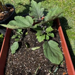 Eggplants grown from kit seeds