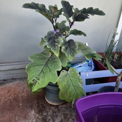Transplanted eggplant seedling