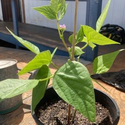 Transplanted green bean seedling