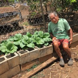 Transplanted Bok Choy