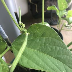 Green beans growing from home!