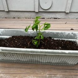 Transplanted tomato seedling