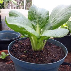 Transplanted bok choy