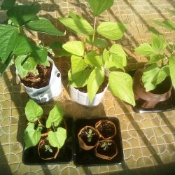 Green Beans 3/3/25 from 96826