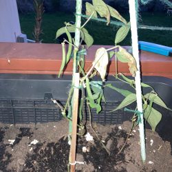 Green Beans 2/12/25 from 96797