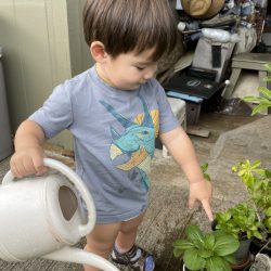 Child watering transplanted bok choy seedling