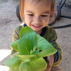 Child posing with transplanted bok choy seedling