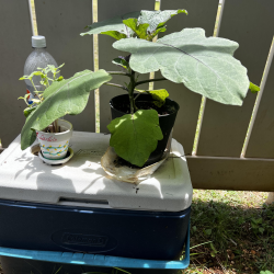 Transplanted eggplant seedling